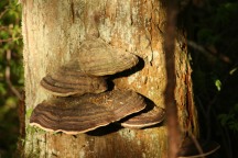 Shelf fungus